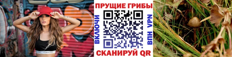 Галлюциногенные грибы Cubensis Демидов